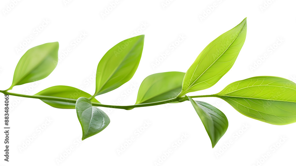 Fototapeta premium green leaves branch isolated on transparent background