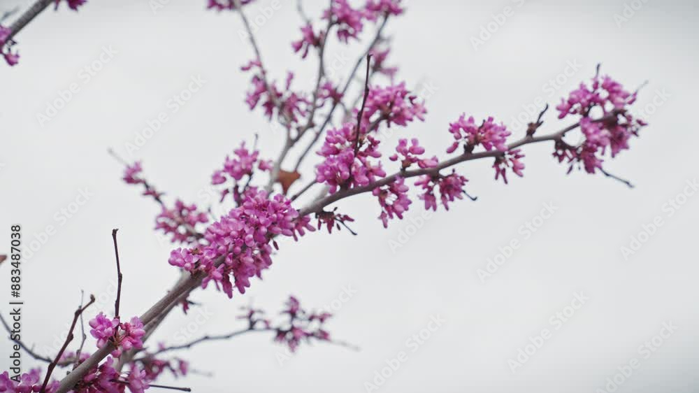 Vibrant pink cercis siliquastrum blooms adorn bare branches against a soft sky in murcia, spain Vibrant pink cercis siliquastrum blooms adorn bare branches against a soft sky in murcia, spain