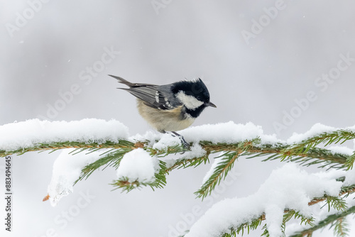 Tannenmeise im Schnee