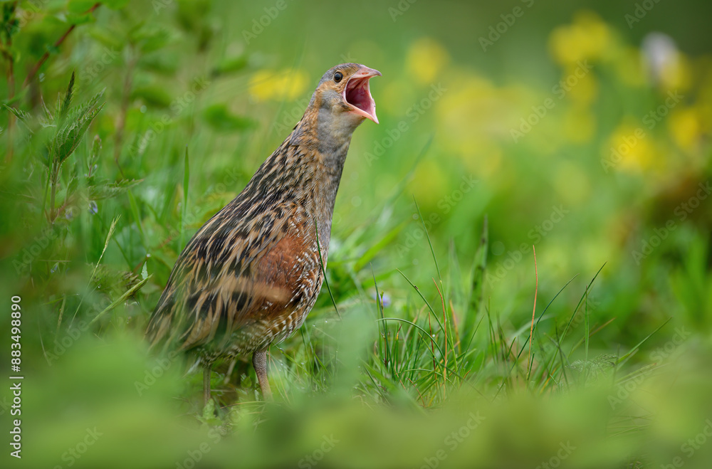 Corn crake bird ( Crex crex ) Corn crake bird ( Crex crex )