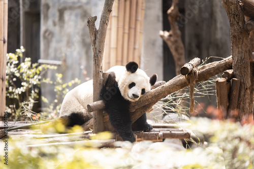 giant panda hanging on a tree at the chengdu research center in china