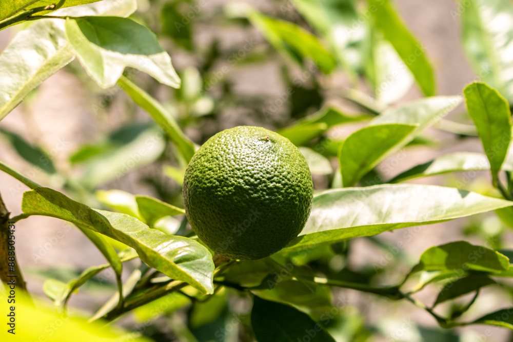 Green limes on a tree on a family farm in Brazil. Close-up of green citrus fruit, natural background. Nature concept Green limes on a tree on a family farm in Brazil. Close-up of green citrus fruit, natural background. Nature concept