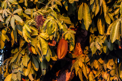 Monguba fruit (Pachira aquatica), popularly known as munguba or wild cacaoon tree in Brazil photo