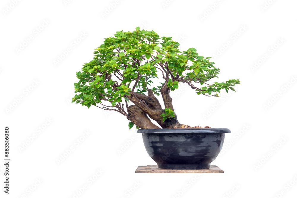 the Bougainvillea tree is in the process of creating a bonsai. on white background the Bougainvillea tree is in the process of creating a bonsai. on white background