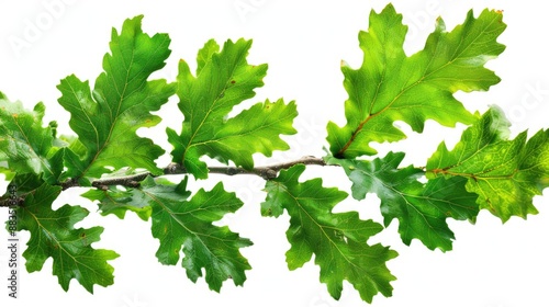 Wallpaper Mural A close-up shot of a branch with lush green leaves, suitable for use in nature or botanical themed designs Torontodigital.ca