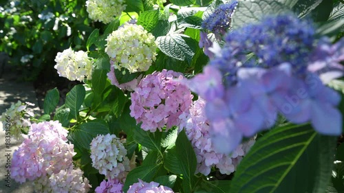 Macro shot of hydrangea