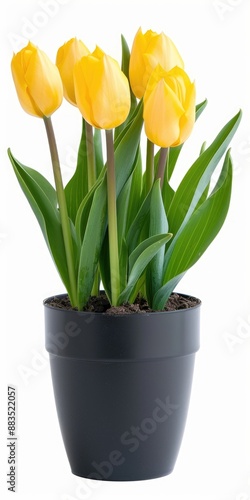 Tulips In Pot - Yellow Tulips on a White Background Ideal for Spring Gardening