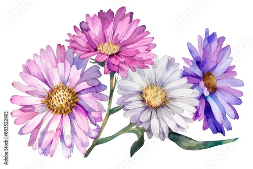 Aster Drawing. Watercolor Wildflowers Set in Pink and White. Nature Floral Blooms