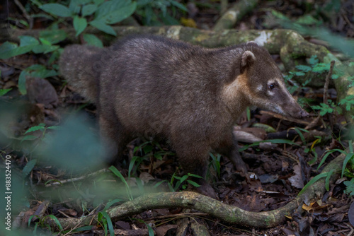 Coati en la selva misionera