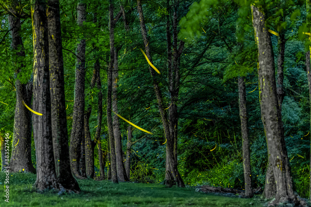 Old Mill Music and RV Park Synchronous Fireflies Old Mill Music and RV Park Synchronous Fireflies