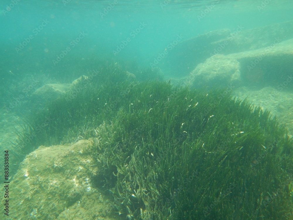 Fototapeta premium seagrass meadow on sand 