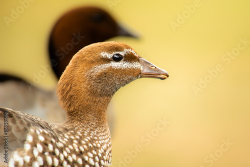 Female Australian Wood Duck photo