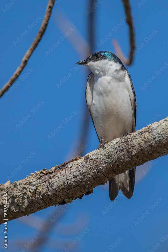 Brazilian Savannah Bird
The birds of Brazil are very beautiful and have many colors Brazilian Savannah Bird
The birds of Brazil are very beautiful and have many colors