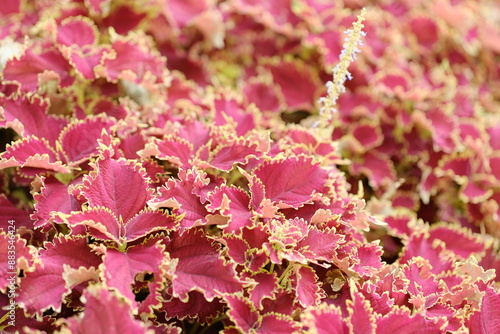 Red Leaves plant (Coleus) - Red Leaf Houseplants