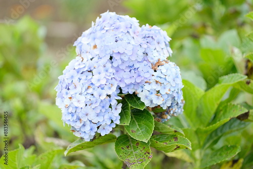 Hydrangea macrophylla - Close up detail of Hydrangea flower. Hydrangea flowers in bloom