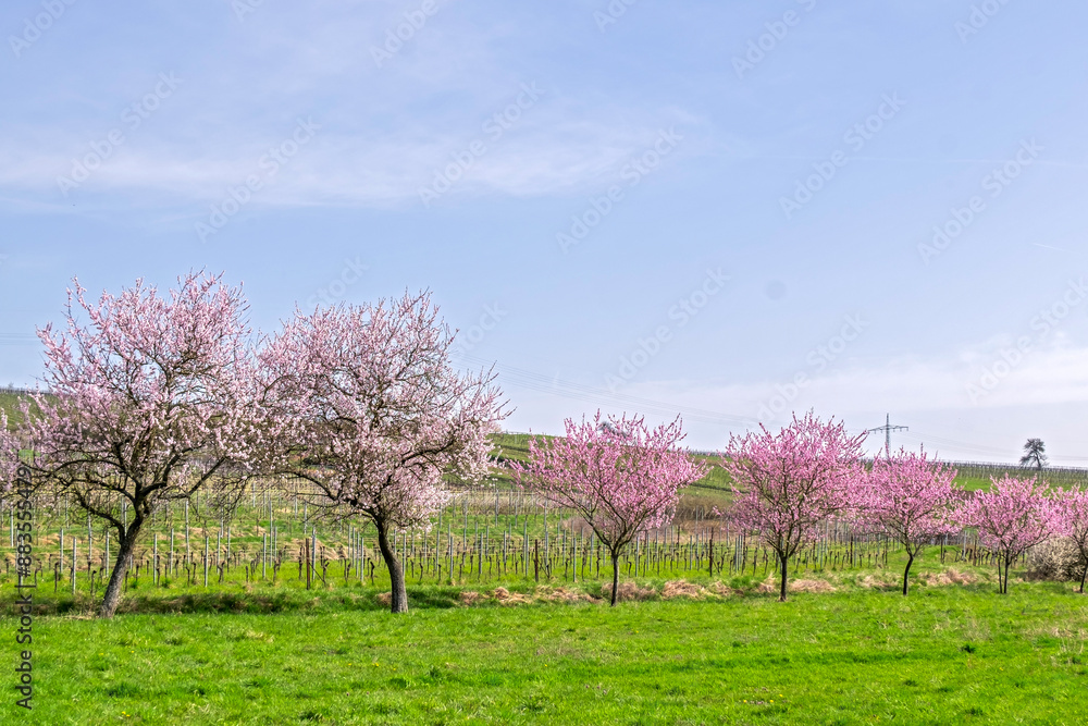 Mandelbaumblüte (Prunus dulcis), Frühling in der Südpfalz Mandelbaumblüte (Prunus dulcis), Frühling in der Südpfalz