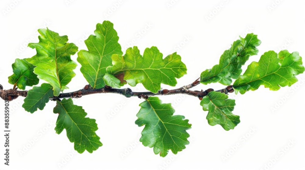 A natural scene with a branch from a tree having green leaves, suitable for use in environmental or nature-related contexts A natural scene with a branch from a tree having green leaves, suitable for use in environmental or nature-related contexts