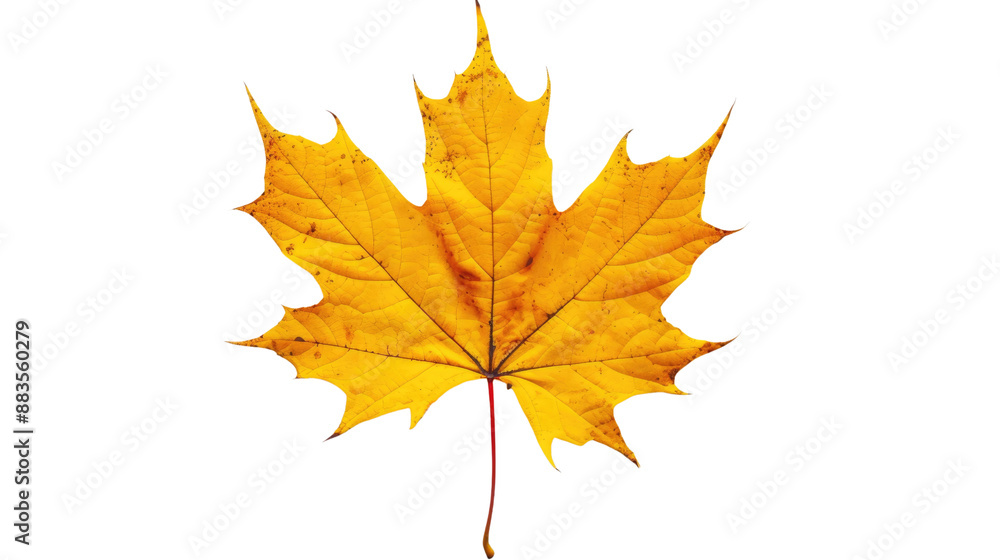 Yellow maple leaf on a transparent background Yellow maple leaf on a transparent background