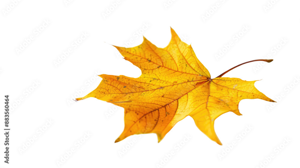 Yellow maple leaf on a transparent background Yellow maple leaf on a transparent background