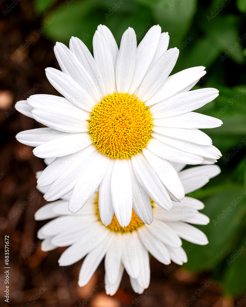 Fototapeta premium Blooming oxeye daisy flowers
