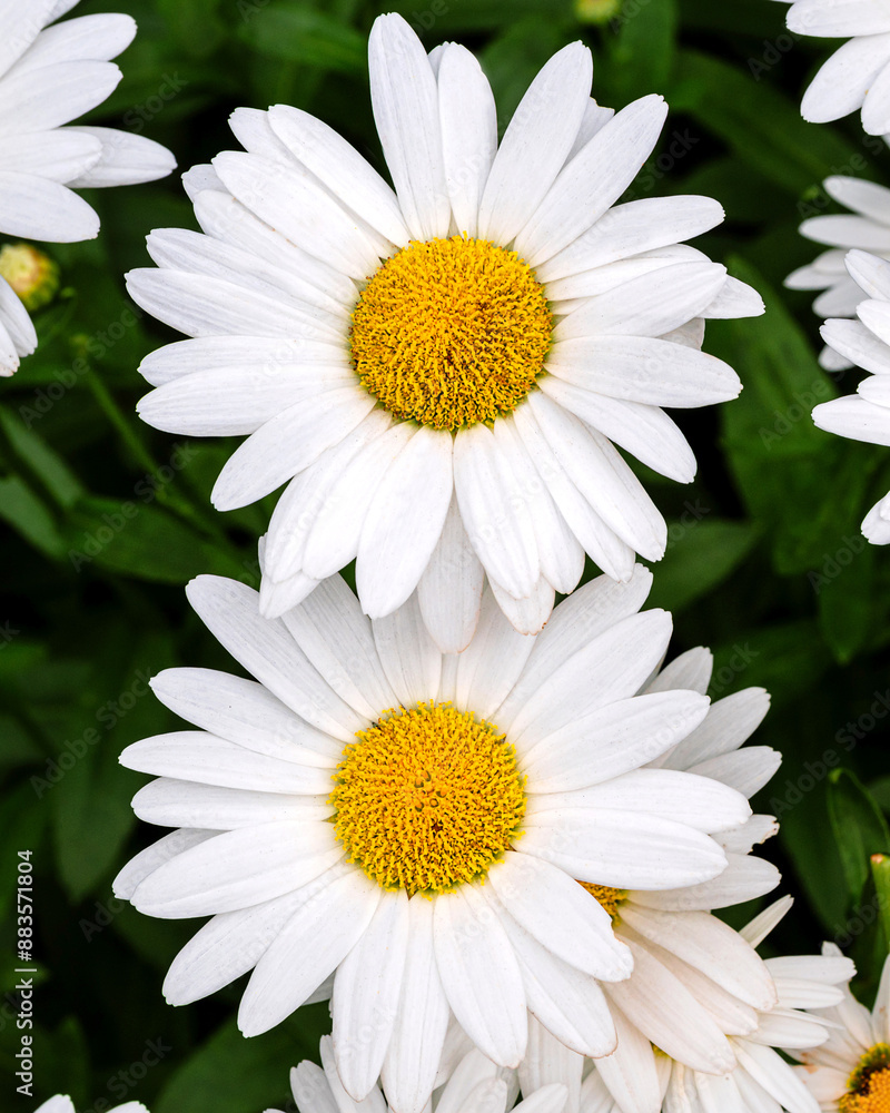 Obraz premium Blooming oxeye daisy flowers