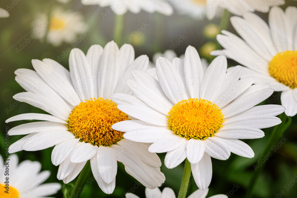 Fototapeta premium Blooming oxeye daisy flowers under sunlight