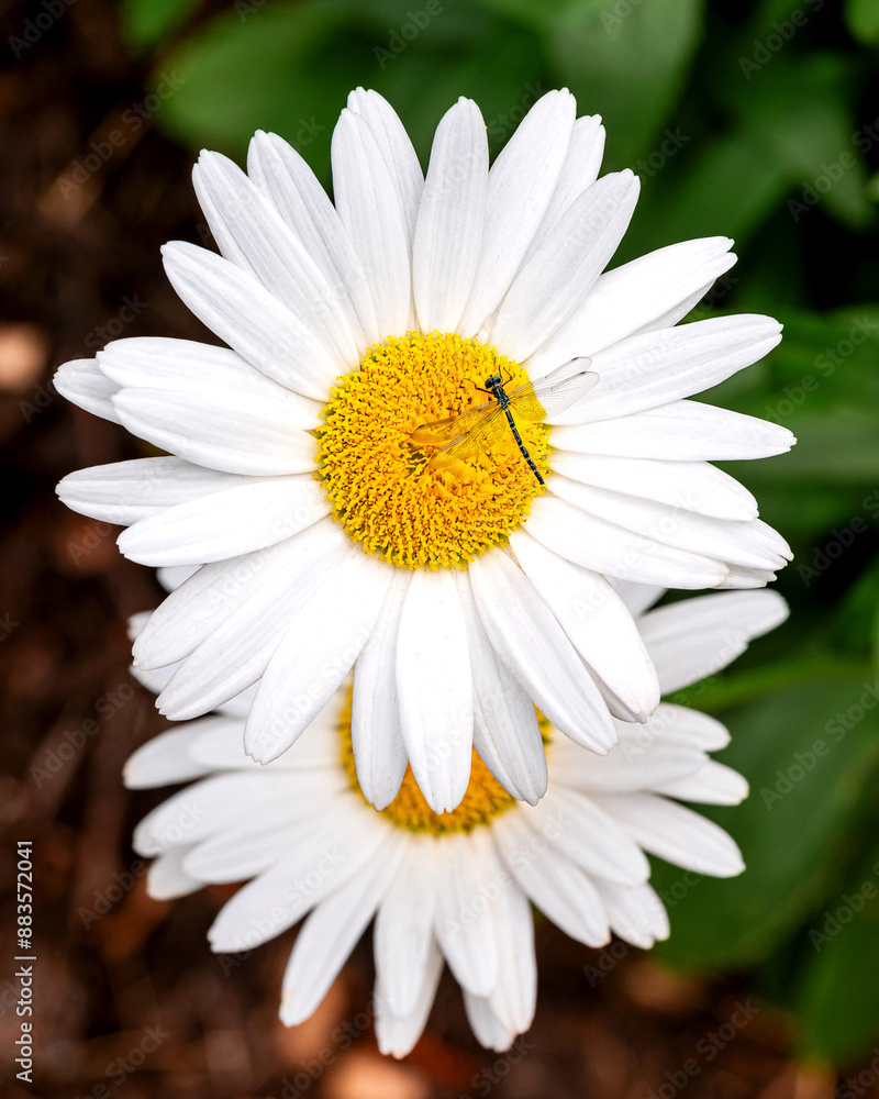 Fototapeta premium Blooming oxeye daisy flowers under sunlight