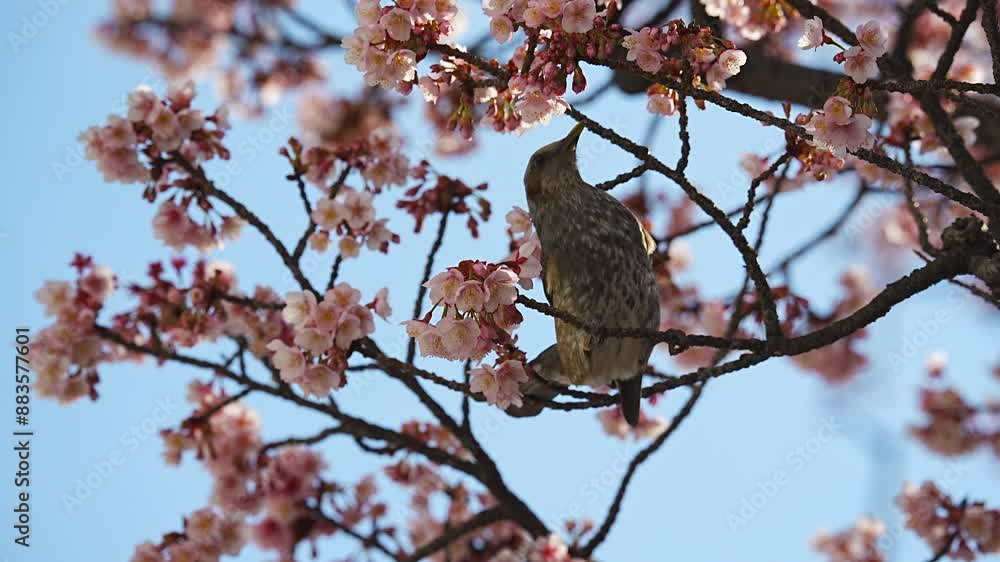 Japanese brown-eared bulbul and Kawazu cherry blossoms Japanese brown-eared bulbul and Kawazu cherry blossoms