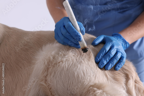 Veterinary holding moxa stick near dog on white background, closeup. Animal acupuncture treatment
