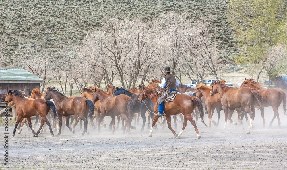 A cowboy wrangling a herd of horses, preparing for a days work moving cattle to greener pastures, Silver Lake, Oregon high desert country. A cowboy wrangling a herd of horses, preparing for a days work moving cattle to greener pastures, Silver Lake, Oregon high desert country.