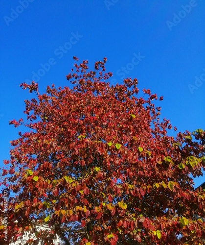 秋のハナミズキの赤い実と紅葉と青空