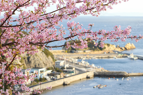 河津桜のある漁港