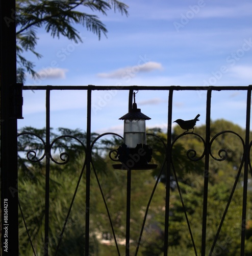 Pôr-do-sol, Beija flor, silueta, Brasília, bsb, BSB, Lago Norte, Parque das garças, Casal, Verão
