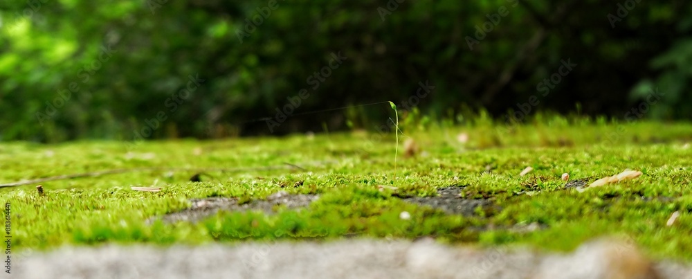 plant middle of the grass plant middle of the grass