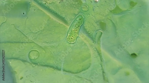 plant zoom into the microscopic plant cell Generative AI