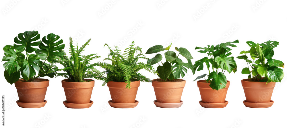 Set of tropical plant isolated on a transparent background for web, banner, wallpaper Set of tropical plant isolated on a transparent background for web, banner, wallpaper