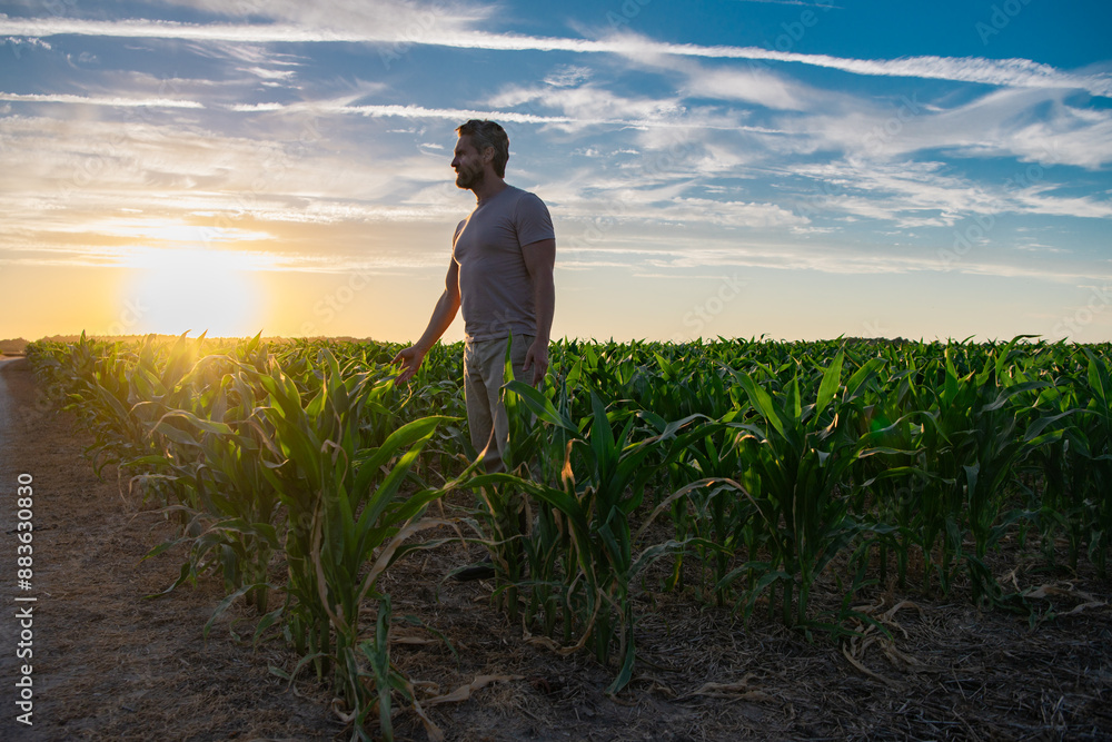Farmer examining corn plant in field. Agricultural activity at cultivated land. Man agronomist inspecting maize seedling. Senior farmer standing in corn field examining crop at sunset. Farmer examining corn plant in field. Agricultural activity at cultivated land. Man agronomist inspecting maize seedling. Senior farmer standing in corn field examining crop at sunset.