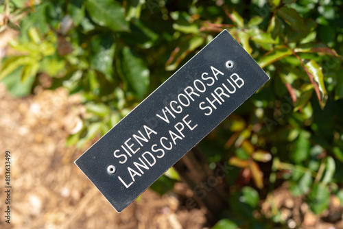 Siena Vigorosa Landscape Shrub sign in a rose garden