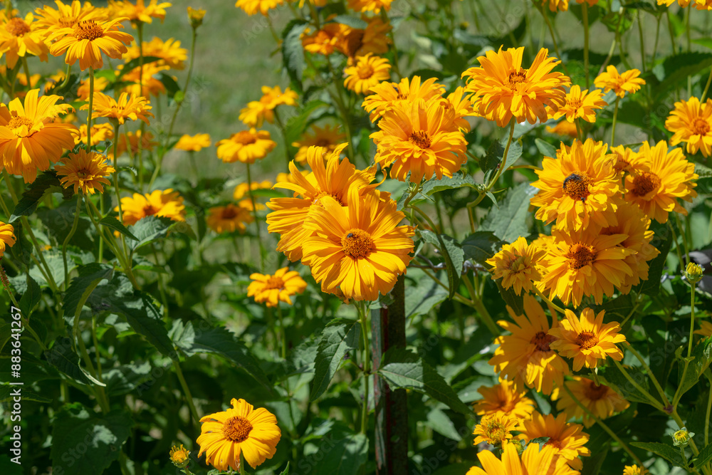 Heliopsis helianthoides or false sunflower in bloom in a sunny garden Heliopsis helianthoides or false sunflower in bloom in a sunny garden