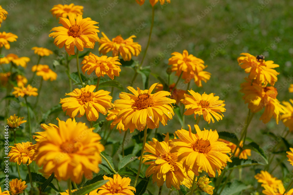Heliopsis helianthoides or false sunflower in bloom in a sunny garden Heliopsis helianthoides or false sunflower in bloom in a sunny garden