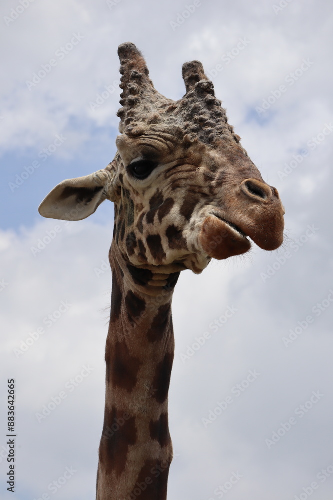 Obraz premium Giraffe neck close up 