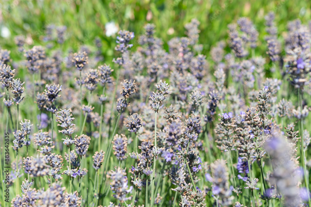 Obraz premium fading though mature lavender spikes 