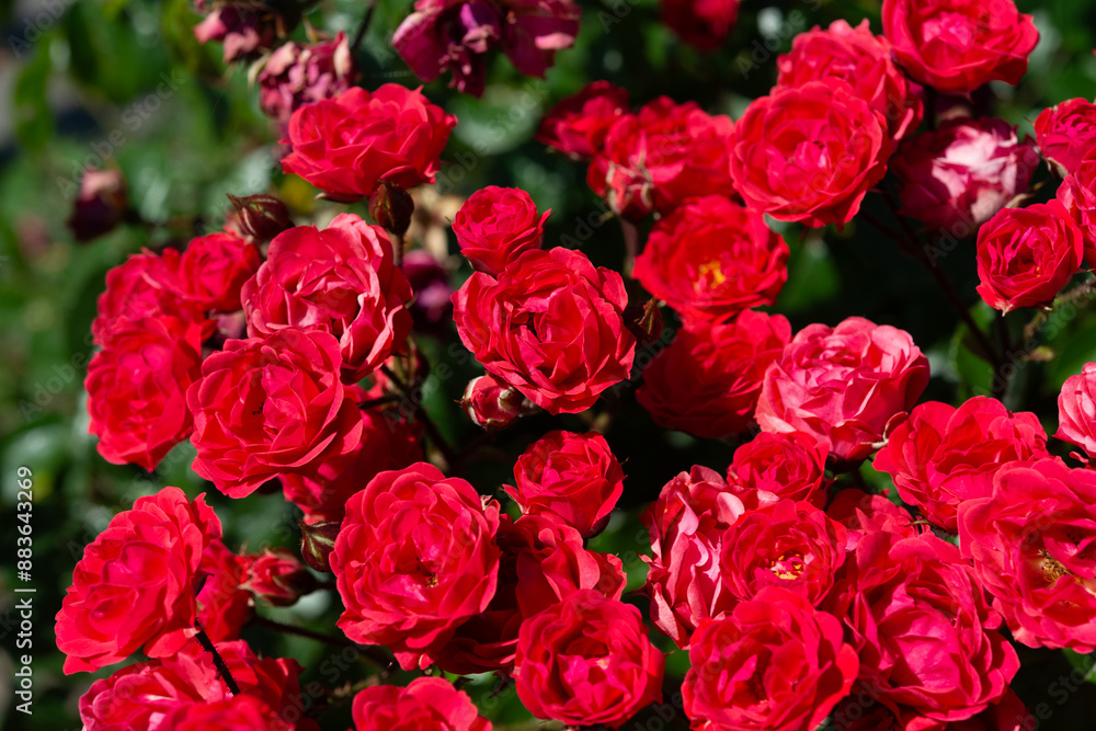 close-up of red flowers close-up of red flowers