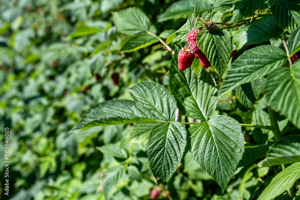 Closeup of a ripe red Tulameen raspberry on a bush growing in a u-pick farm field on a sunny day, healthy nutritious organic fruit
Closeup of a ripe red Tulameen raspberry on a bush growing in a u-pick farm field on a sunny day, healthy nutritious organic fruit