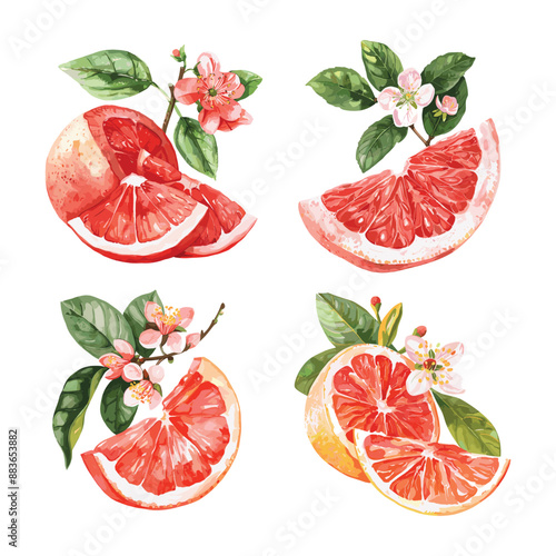 Watercolor illustration of juicy grapefruit slices and blooming flowers