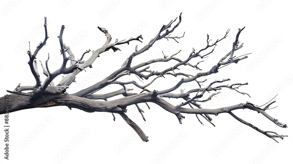Crown of dry dead tree with broken branches isolated on white background Blank for artwork on the theme of passing time age the struggle of life with death : Generative AI Crown of dry dead tree with broken branches isolated on white background Blank for artwork on the theme of passing time age the struggle of life with death : Generative AI