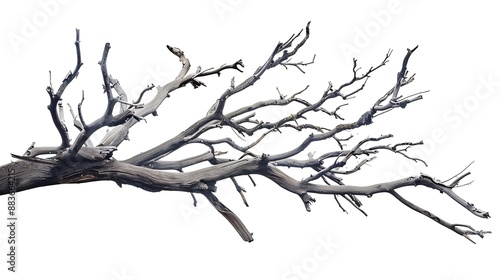 Crown of dry dead tree with broken branches isolated on white background Blank for artwork on the theme of passing time age the struggle of life with death : Generative AI