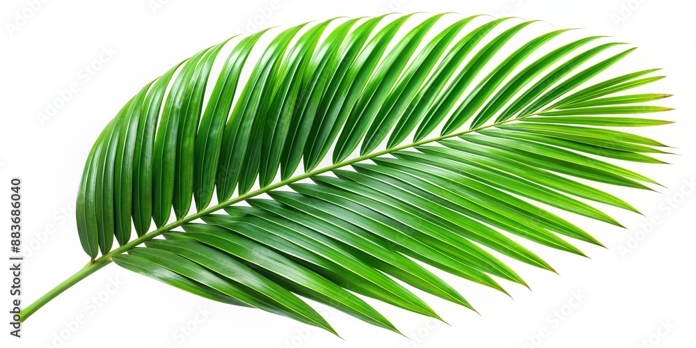Obraz premium Single Green Palm Leaf on White Background, Isolated, Tropical, Nature, Palm, Foliage