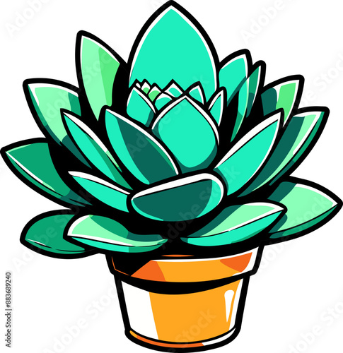 Succulent plant isolated on white background