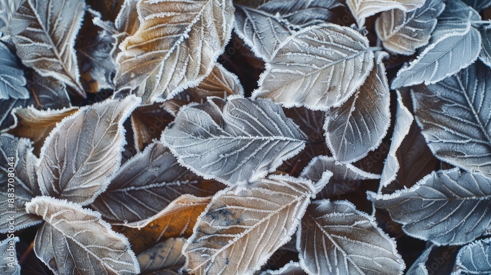 Intricate Ice Patterns on Delicate Leaves, Close-Up View of Frost's Artistry, Symbolizing the Transition of Seasons Intricate Ice Patterns on Delicate Leaves, Close-Up View of Frost's Artistry, Symbolizing the Transition of Seasons